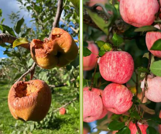 ДЖЕРЕЛО МІНЕРАЛІВ ДЛЯ АКТИВАЦІЇ ҐРУНТУ – ВІДРОДІТЬ РОДЮЧІСТЬ ВАШОЇ ЗЕМЛІ!